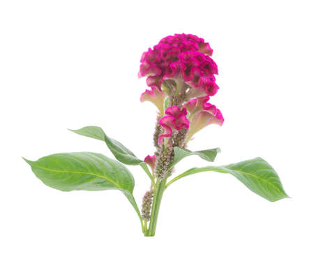 Cockscomb flower isolated on whiteの写真素材