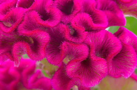 Cockscomb flower isolated on a background