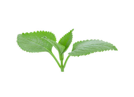 Indian borage  leaves isolated on white background
