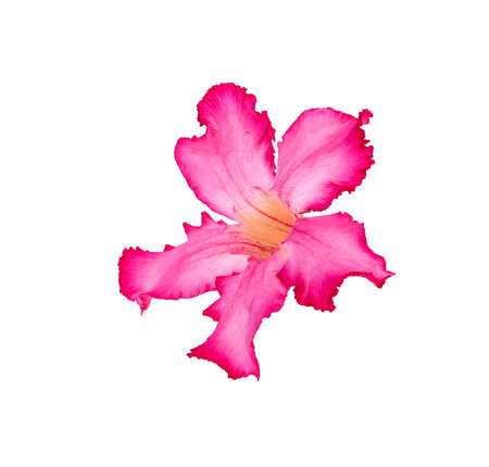 frangipani pink fiower on white background.の写真素材
