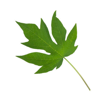 Papaya leaves isolated on white background