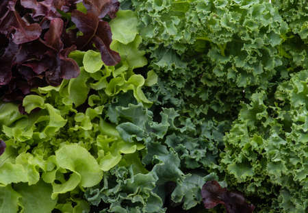 Kale leaf salad vegetable isolated on  background