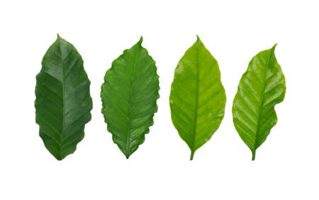 Coffee  leaves isolated on white background