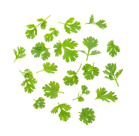coriander leaves isolated on white backgroundの写真素材