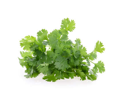 coriander leaves isolated on white backgroundの写真素材