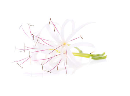 Crinum asiaticum flower isolated on white backgroundの写真素材
