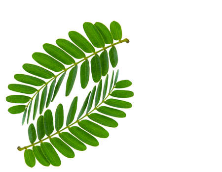 Tamarind leaves on white background.の写真素材