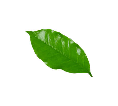 Coffee  leaves isolated on white backgroundの写真素材