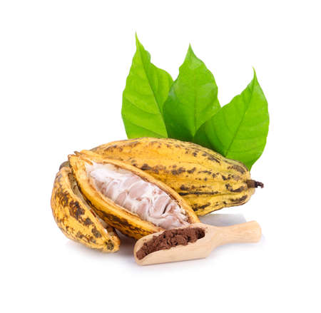 cocoa and cocoa powder isolated on white backgroundの写真素材