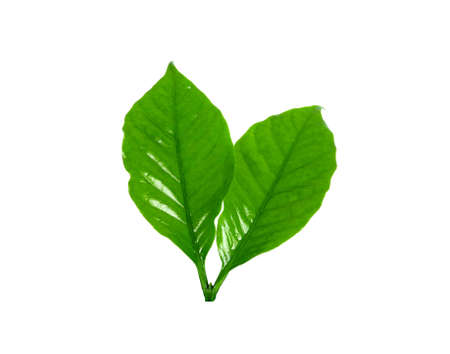 Coffee  leaves isolated on white backgroundの写真素材