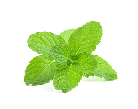 mint leaves isolated on white backgroundの写真素材