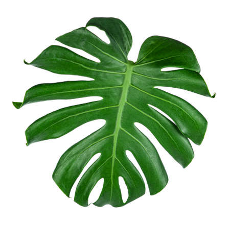 Monstera leaves isolated on white backgroundの写真素材