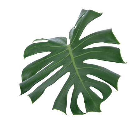 Monstera leaves isolated on white backgroundの写真素材