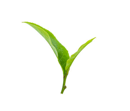 dried tea leaves isolated on white backgroundの写真素材