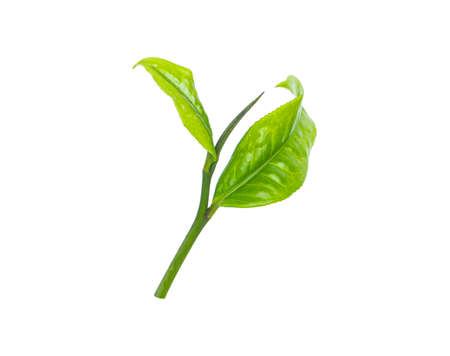 dried tea leaves isolated on white backgroundの写真素材