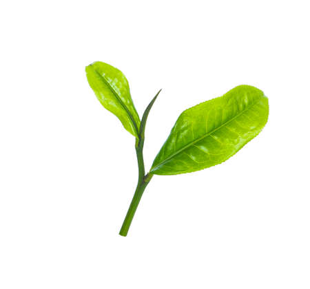tea leaves isolated on white backgroundの写真素材