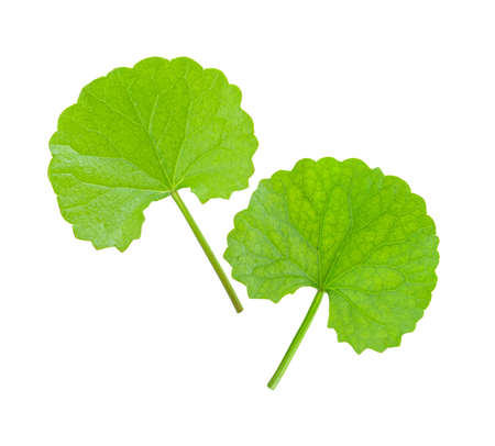 Centella Asiatica isolated on white backgroundの写真素材