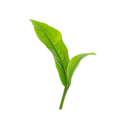 tea leaves isolated on white backgroundの写真素材