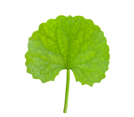 Centella Asiatica isolated on white backgroundの写真素材