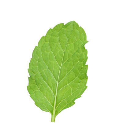 mint leaves isolated on white backgroundの写真素材