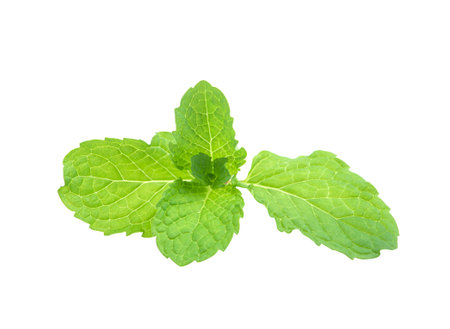 mint leaves isolated on white backgroundの写真素材