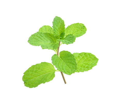 mint leaves isolated on white backgroundの写真素材