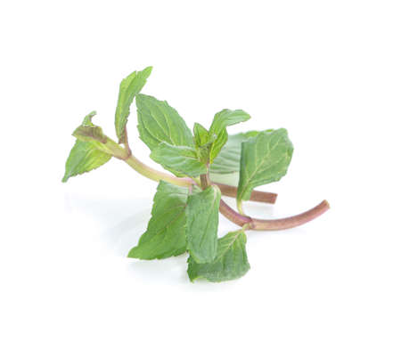 Herbal tea leaves isolated on white backgroundの写真素材