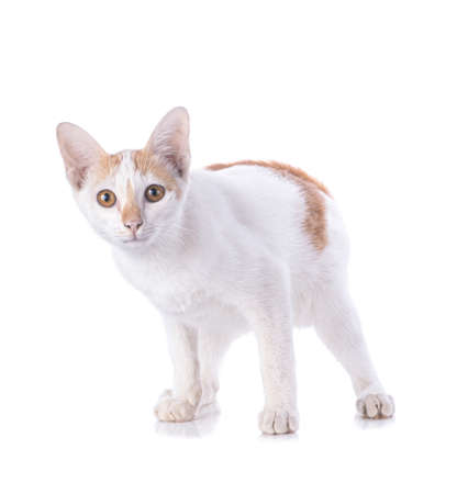 white kitten isolated on white backgroundの写真素材
