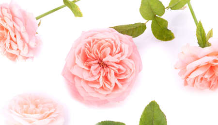 Rose flower isolated on white backgroundの写真素材