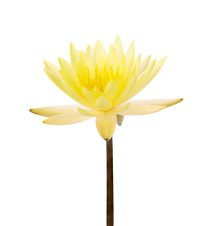 Water lily isolated on white backgroundの写真素材
