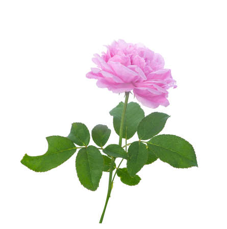 Pink rose flower isolated on white backgroundの写真素材