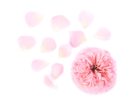 rose flower isolated on white backgroundの写真素材