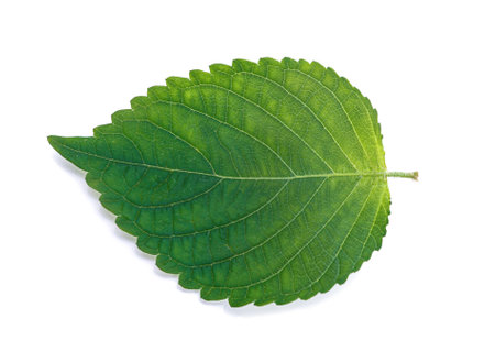 korean sesame leaves on white backgroundの写真素材