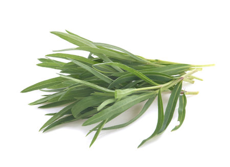 Tarragon isolated on white backgroundの写真素材