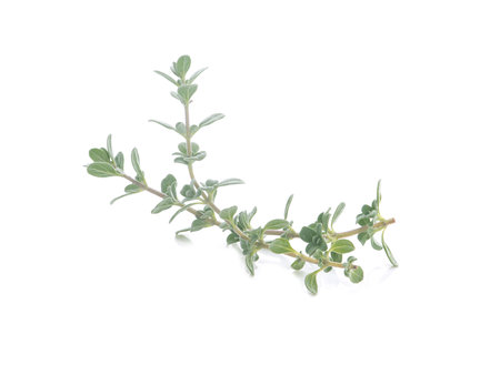 Thyme  isolated on white backgroundの写真素材