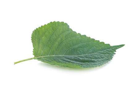 korean sesame leaves on white backgroundの写真素材