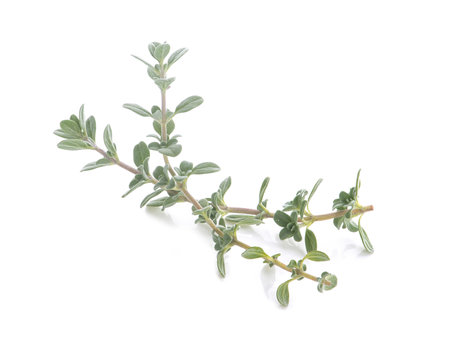 Thyme  isolated on white backgroundの写真素材