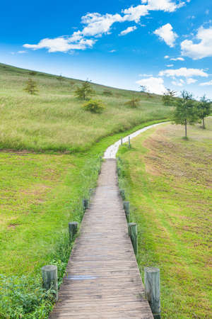 footpath at a park  の写真素材