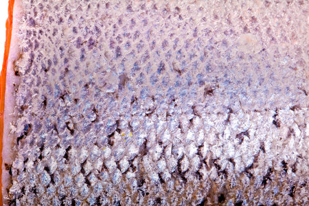 Salmon with lemon and pepperの写真素材