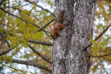 Red Squirrel climbing down a tree