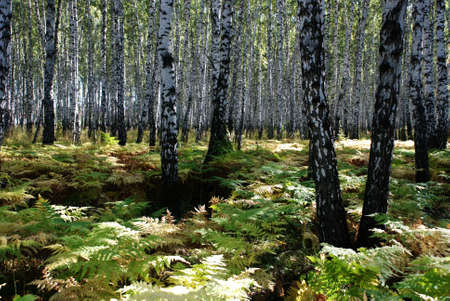 Brich grove and fernの写真素材