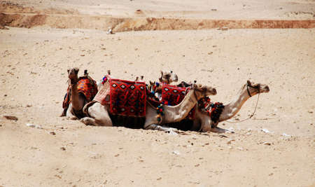 Rest camel in desertの写真素材