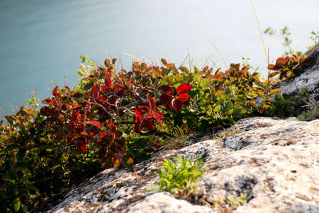 Bush with green and red foliage on the rockの写真素材