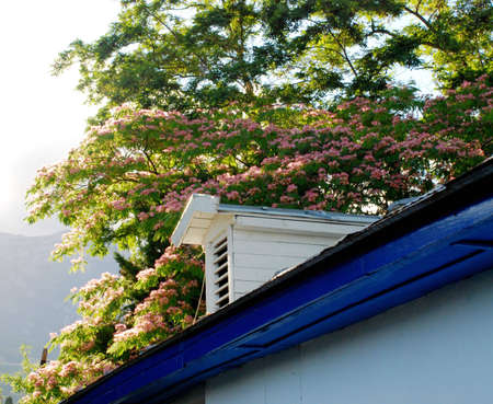 Blue roof and oleander tree blossom on the mountain backgroundの写真素材