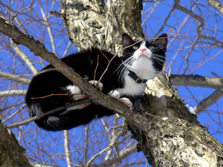 Cat sitting on the tree on the blue sky backgroundの写真素材