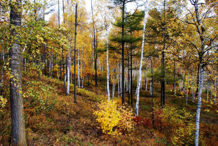 Autumn grove with birches and varicolored foliageの写真素材