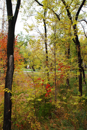 Autumn grove with birches and varicolored foliageの写真素材