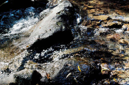 Water transparent stream and wet stoneの写真素材