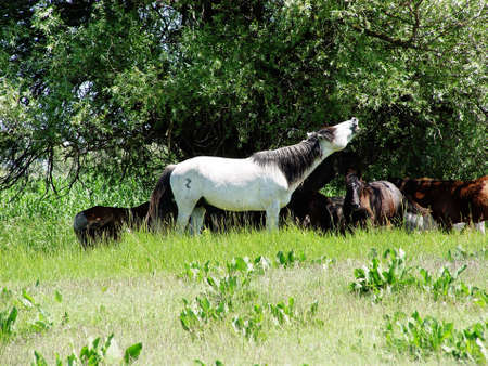White horse yells on the green meadow             の写真素材