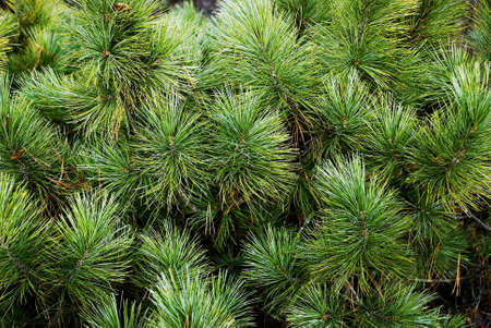 Green vivid fir-tree branches close-upの写真素材